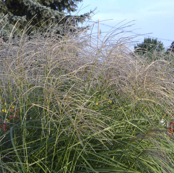 Miscanthus 'Autumn Anthem' Ornamental Grass