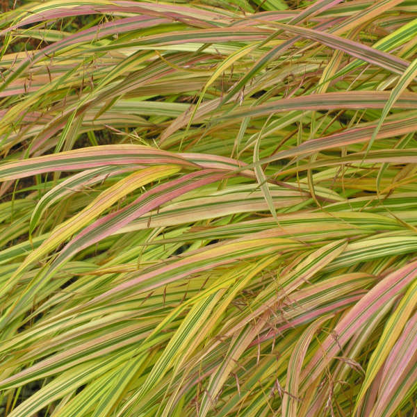 Hakonechloa 'Aureola' Hakone Grass