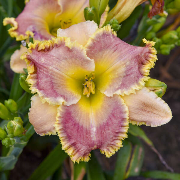 Hemerocallis 'Now You See Me' Daylily