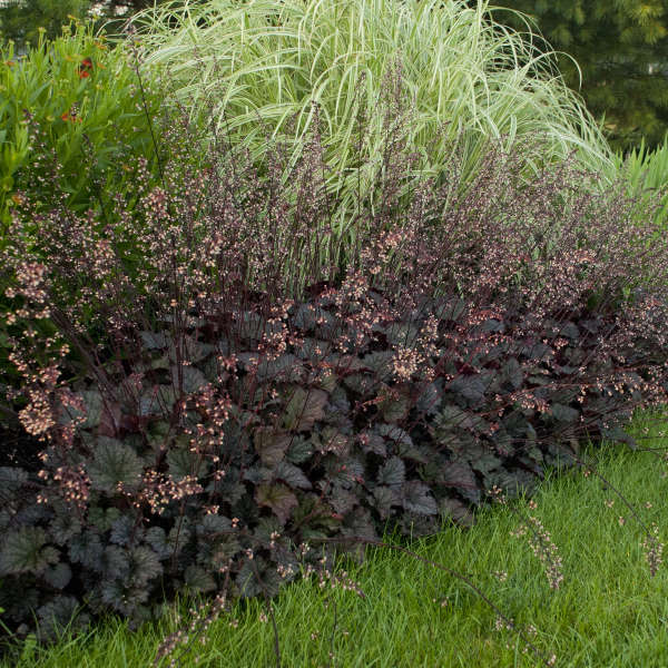 Heuchera 'Frosted Violet' Coral Bells