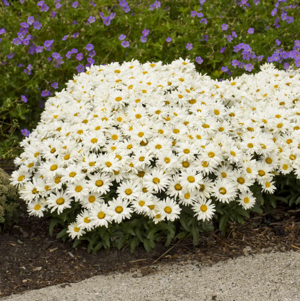 Leucanthemum 'Cream Puff' Shasta Daisy