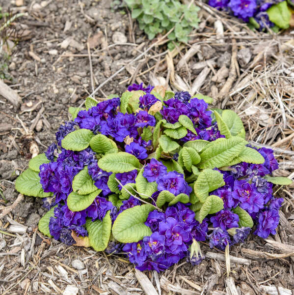 Primula 'Violetta' Primrose