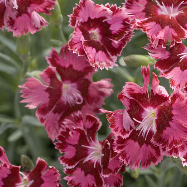 Dianthus 'Cranberry Ice' Pinks