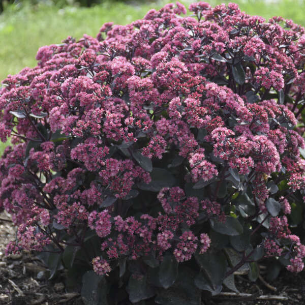Sedum 'Strawberry Milkshake' Autumn Stonecrop