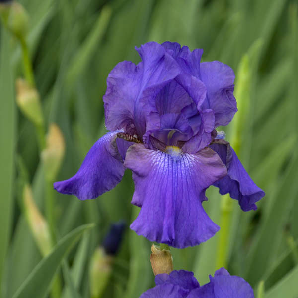 Iris 'His Royal Highness' Tall Bearded Iris