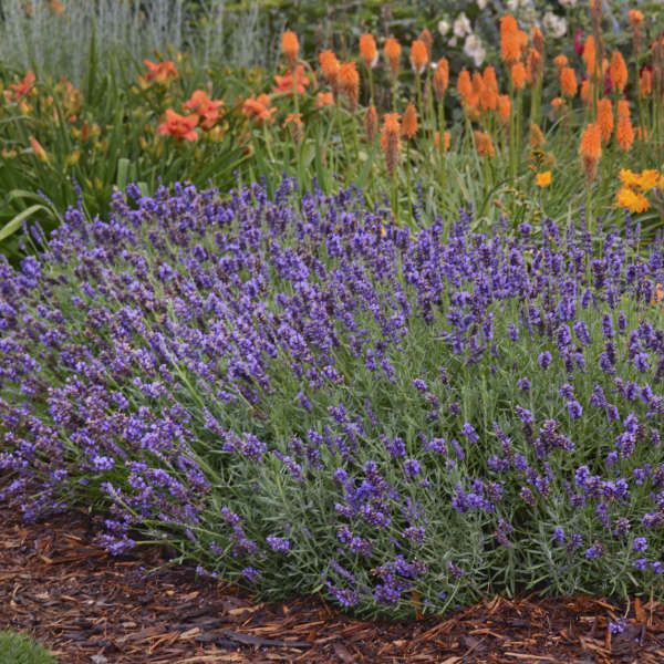 Lavandula 'Blue River' English Lavender