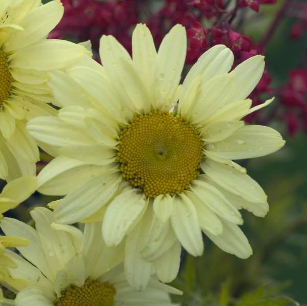 Leucanthemum 'Sonnenschein' Shasta Daisy