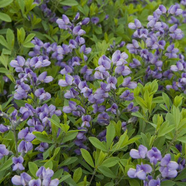 Baptisia 'Purple Smoke' False Indigo