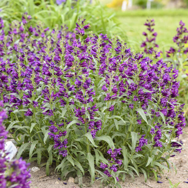 Penstemon 'Dark Amethyst' Bearded Penstemon