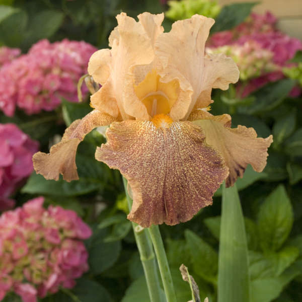 Iris 'Tanzanian Tangerine' Tall Bearded Iris