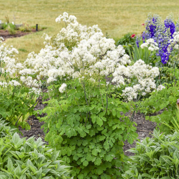 Thalictrum 'Cotton Ball' Meadow Rue