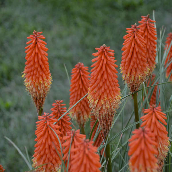 Kniphofia 'Joker's Wild' Red Hot Poker