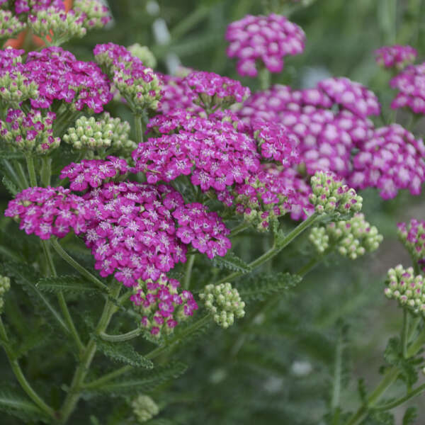 Achillea 'Firefly Fuchsia' Yarrow