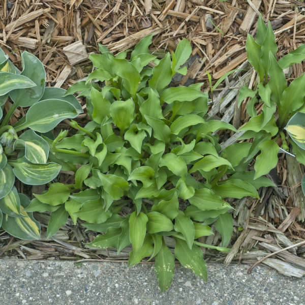 Hosta 'Surfer Girl' Perennial Resource