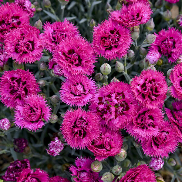 Dianthus 'Spiked Punch' Pinks