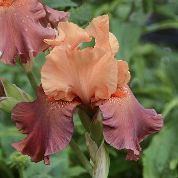 Iris 'Lovely Seorita' Tall Bearded Iris