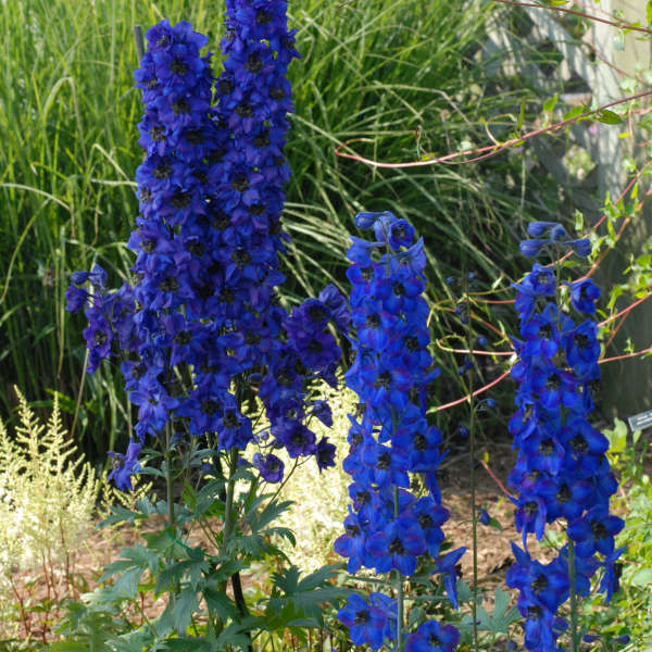 Delphinium 'Black Knight' Delphinium