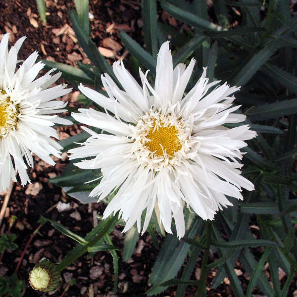 Leucanthemum 'Aglaia' Shasta Daisy