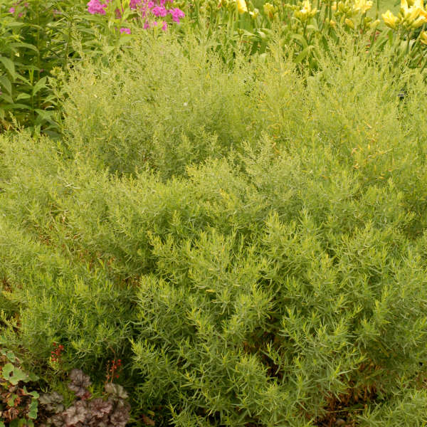 Artemisia 'Sativa' French Tarragon