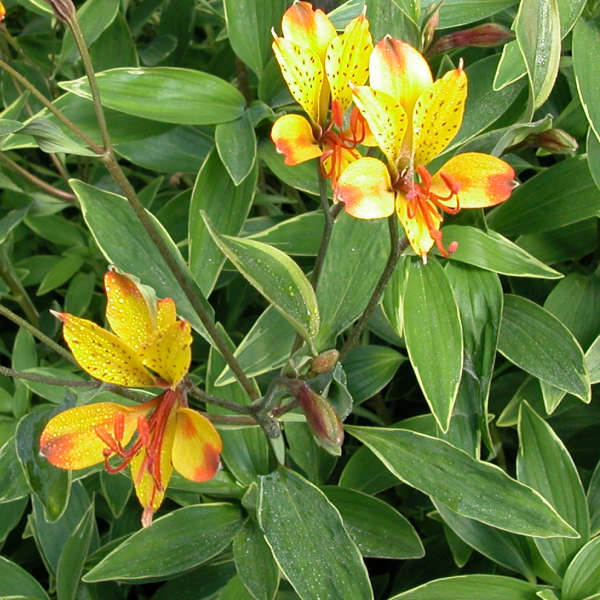 Alstroemeria 'Glory of the Andes' Peruvian Lily