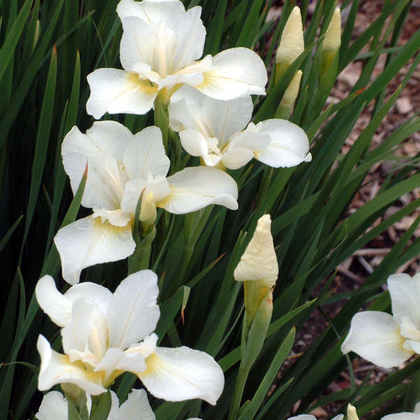 Iris 'White Swirl' Siberian Iris