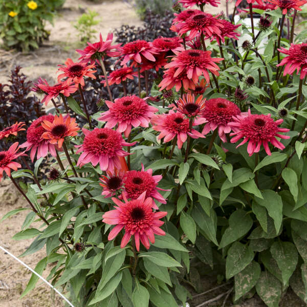 Echinacea 'Raspberry Ripple' Coneflower