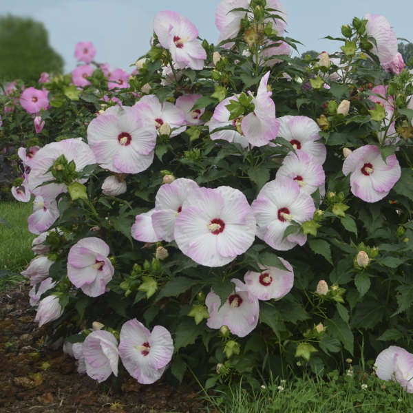 Hibiscus 'Ballet Slippers' Rose Mallow