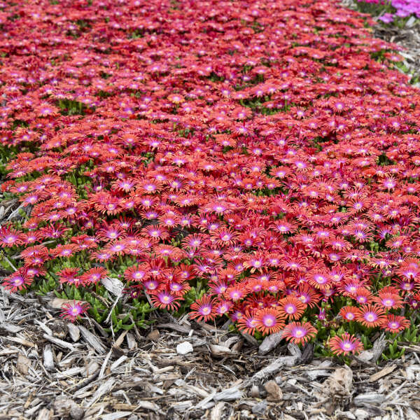 Delosperma 'Razzle Dazzle' Hardy Ice Plant