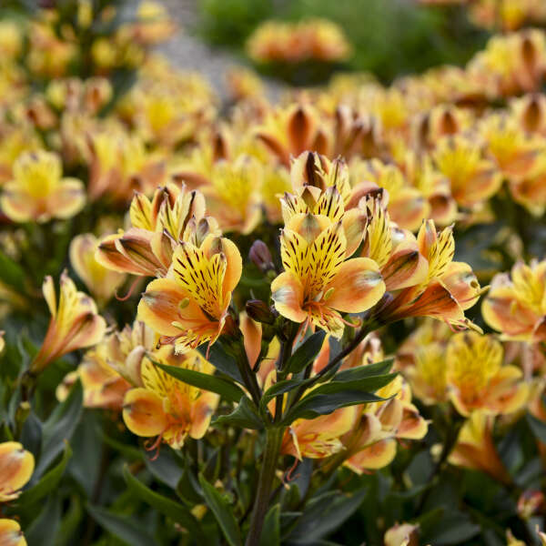 Alstroemeria Summer Breeze Peruvian Lily