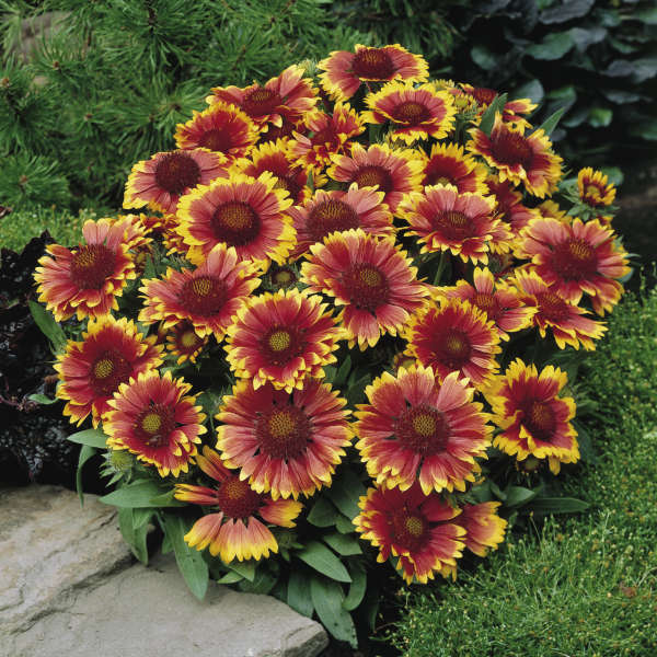 Sun blanket flower new arrivals