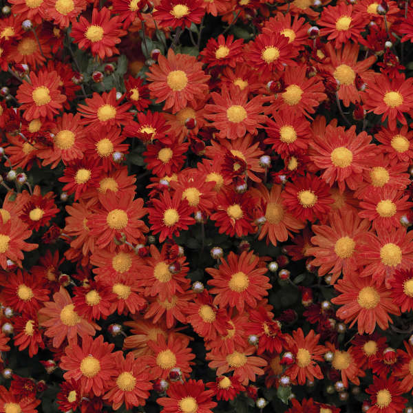 Chrysanthemum 'Overture' Perennial Resource