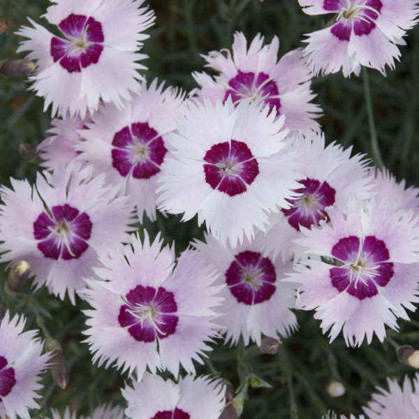 Dianthus 'Diamond Flash' Pinks