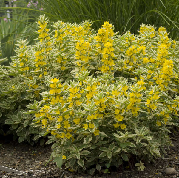 Lysimachia 'Alexander' Loosestrife