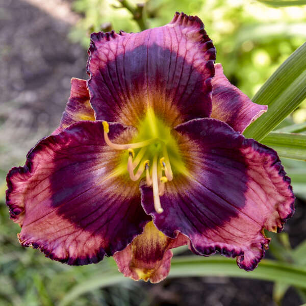 Hemerocallis 'Don't Lose Heart' Daylily