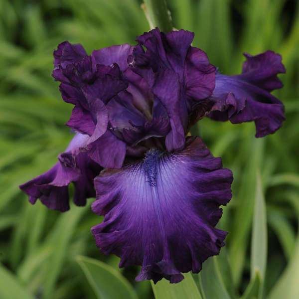 Iris 'Swingtown' | Perennial Resource