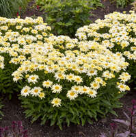 Leucanthemum 'Banana Cream'