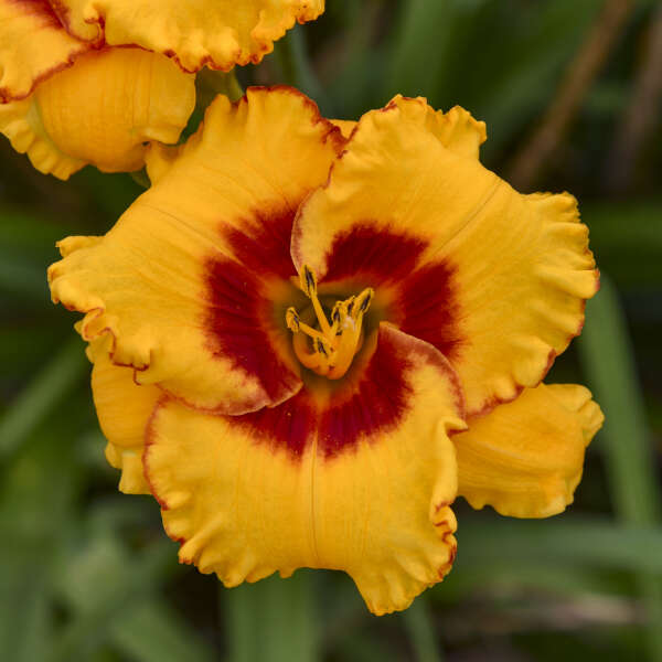 Hemerocallis 'Pooh Bear' Daylily