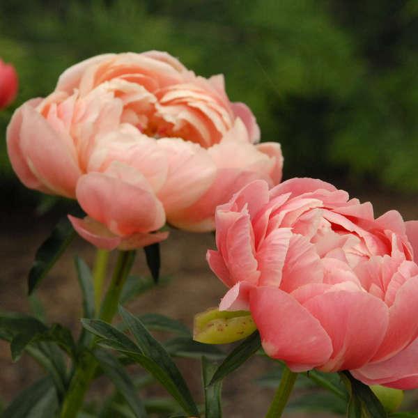 Paeonia 'Coral Charm' Garden Peony