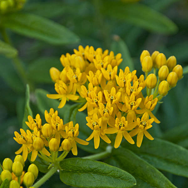 Asclepias 'Hello Yellow' Butterfly Weed
