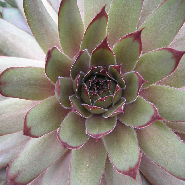 Sempervivum 'Red Beauty' Hen & Chicks