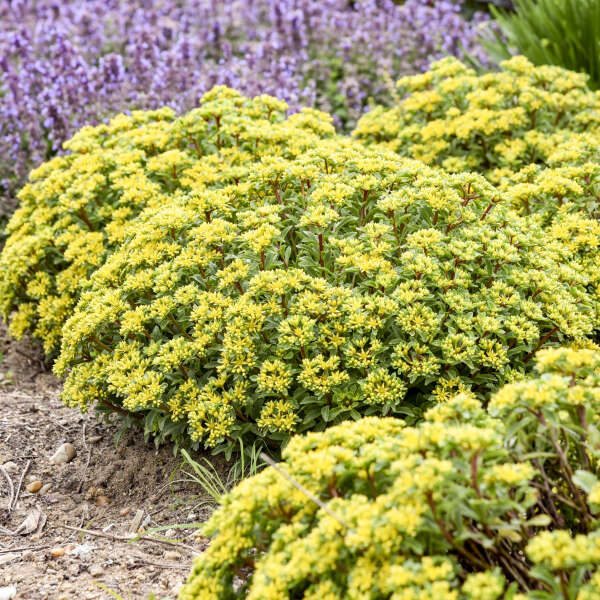 Sedum 'Bright Idea' Stonecrop