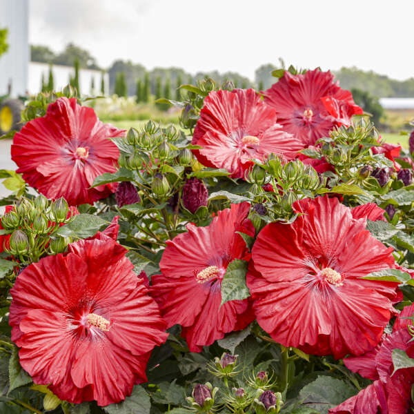 Hibiscus 'Garnet Globes' Rose Mallow