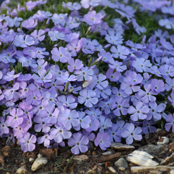 Phlox 'Rocky Road Periwinkle' Hybrid Spring Phlox