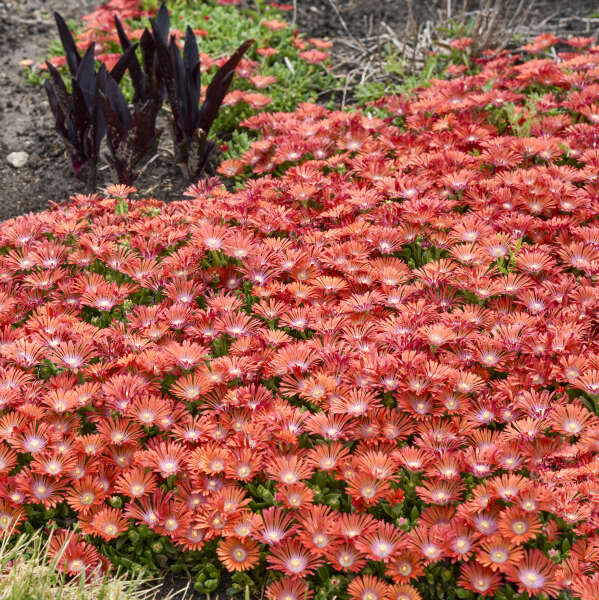 Delosperma 'Dancing Embers' Hardy Ice Plant