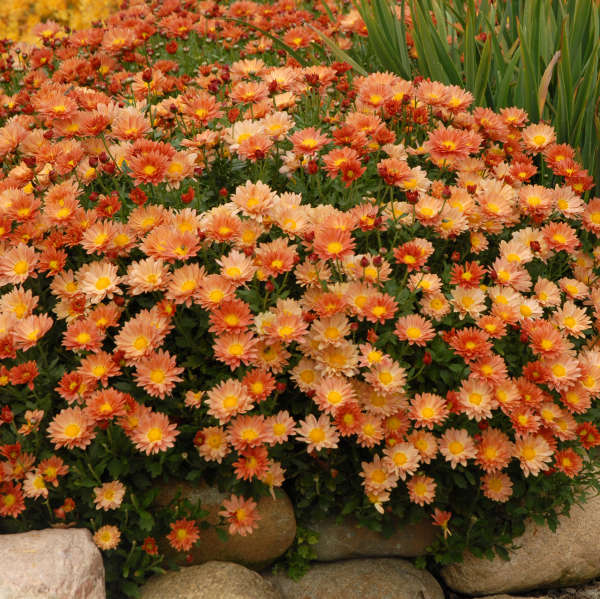 Chrysanthemum 'Rhumba' Hardy Garden Mum