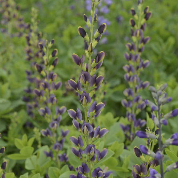 Baptisia 'Indigo Spires' False Indigo