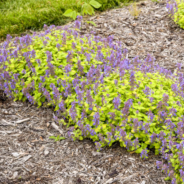 Nepeta 'Lemon Purrfection' Catmint