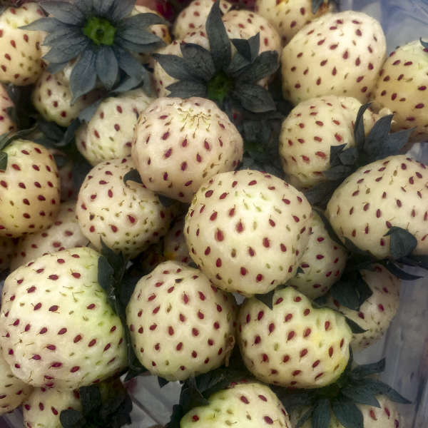 Strawberries 'White Carolina' Pineberry
