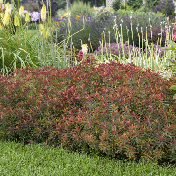 Euphorbia 'Bonfire' Cushion Spurge