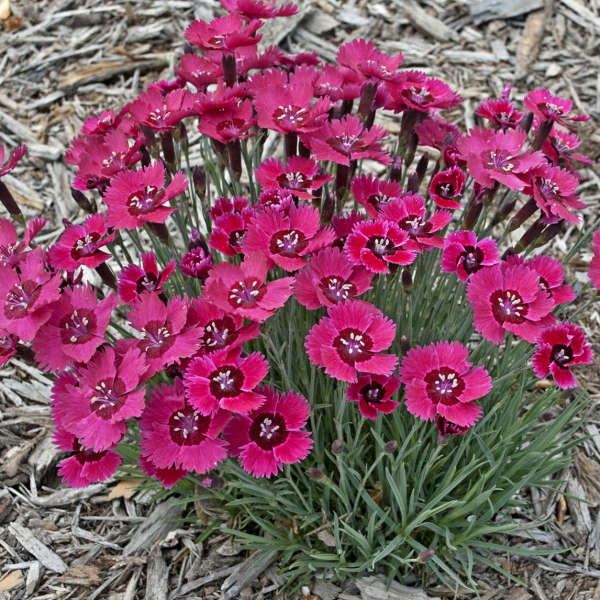 Dianthus 'Ruby Sparkles' Pinks